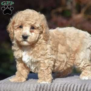 Benson, Bich-Poo Puppy